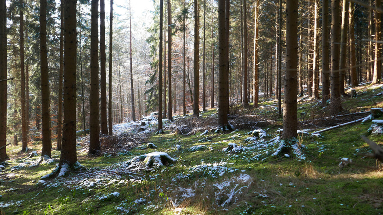 Umgebungsfoto der Studienarbeit "Waldkapelle"