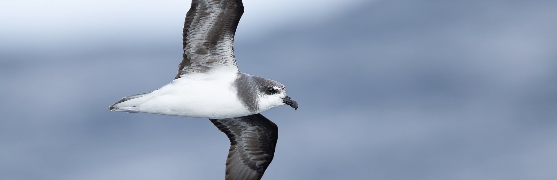 Fliegende Möwe über dem Meer.