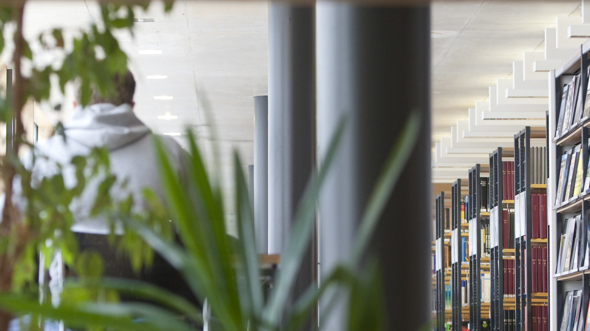 Bücherregale und Pflanzen in der Bibliothek