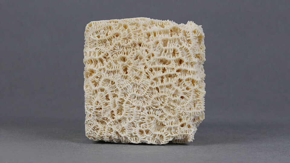 Materialwürfel aus Koralle