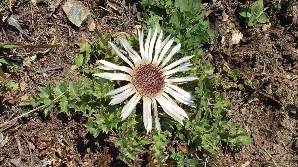 Eine Distel