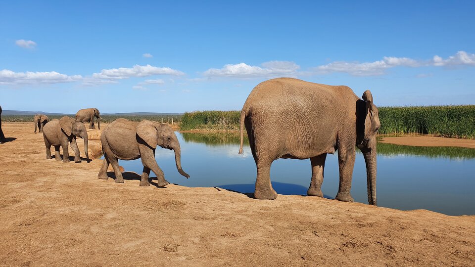 Elefantenfamilie an einer Wasserstelle