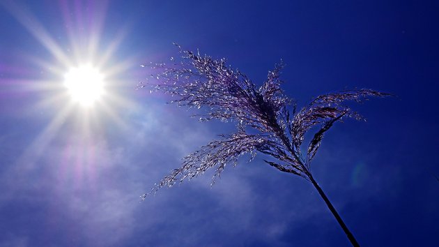 Eine helle Sonne am tiefblauen Himmel, die auf eine Pflanze scheint.