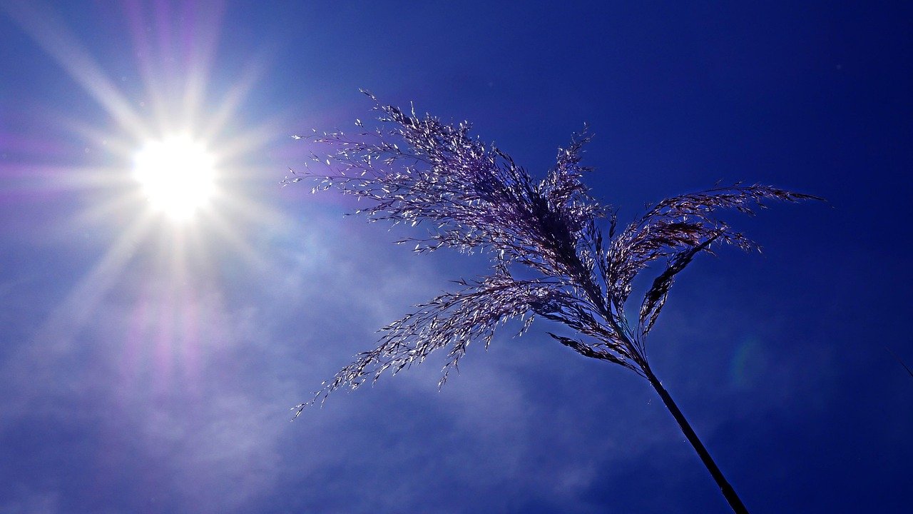 Eine helle Sonne am tiefblauen Himmel, die auf eine Pflanze scheint.