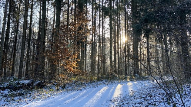 Ein verschneiter Waldweg, die Sonne scheint durch die Bäume